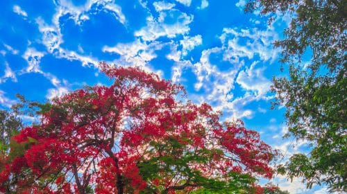 প্রাকৃতিক সৌন্দর্যে ঘেরা বিএম কলেজ । ছবিঃ তাসিন খান সৌরভ