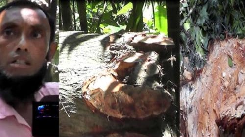 চরমোনাইতে সরকারি গাছ কর্তন, বাঁধা দেয়ায় ইউপি মেম্বারকে হেনস্তা