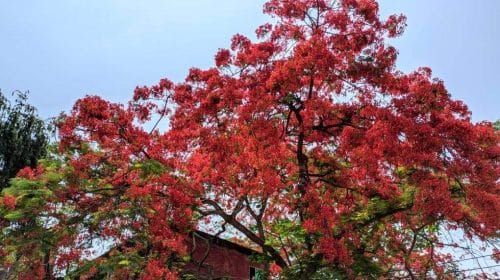 বরিশাল বিএম কলেজ সেজেছে লাল কৃষ্ণচূড়ায়