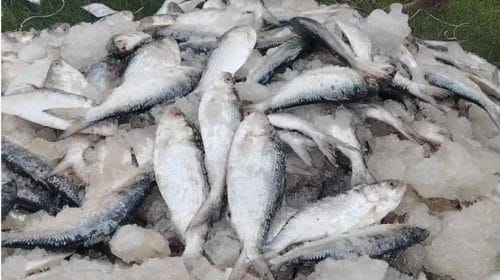 পটুয়াখালীতে ৮২ মণ লইট্যা ও ইলিশ মাছ জব্দ