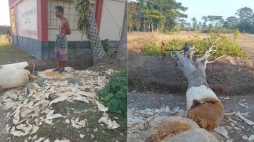 বরিশালে বন্ধের মধ্যেই প্রাইমারি স্কুলের তিন লাখ টাকার গাছ লুট