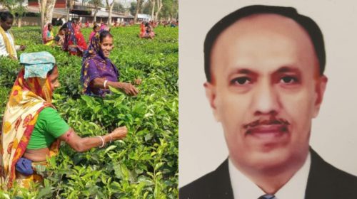 ১৩টি চা বাগান আবারও লাভের পথে: ঘুরে দাঁড়াচ্ছে ন্যাশনাল টি কোম্পানি
