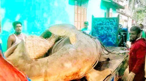 ঝালকাঠিতে হইচই: জালে ধরা পড়া ২৫ মণের মাছ দেখতে উৎসুক জনতার ভিড়